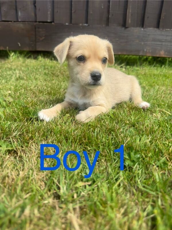 Jack Russell puppies for sale in Dereham, Norfolk – 8 weeks old