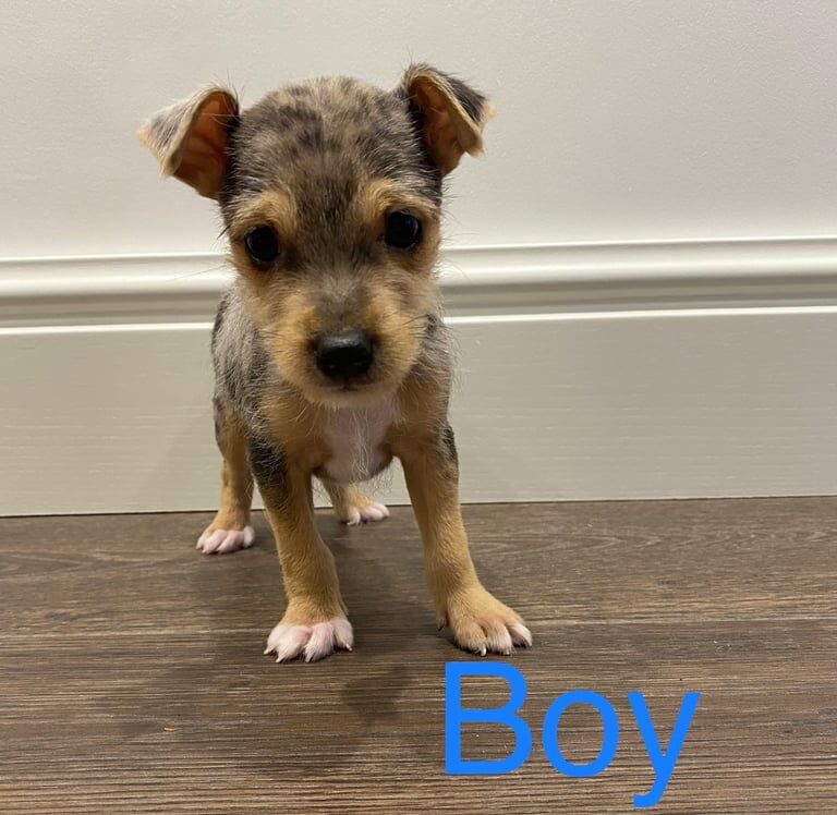 Jack Russell Terrier puppies for sale in Dereham, Norfolk – 8 weeks old