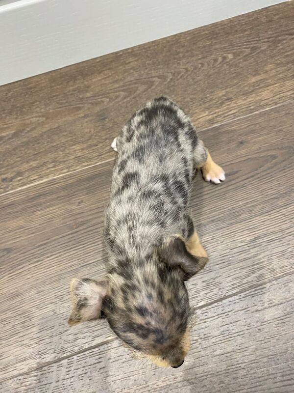 Jack Russell Terrier puppies for sale in Dereham, Norfolk – 8 weeks old - Image 2 of 3