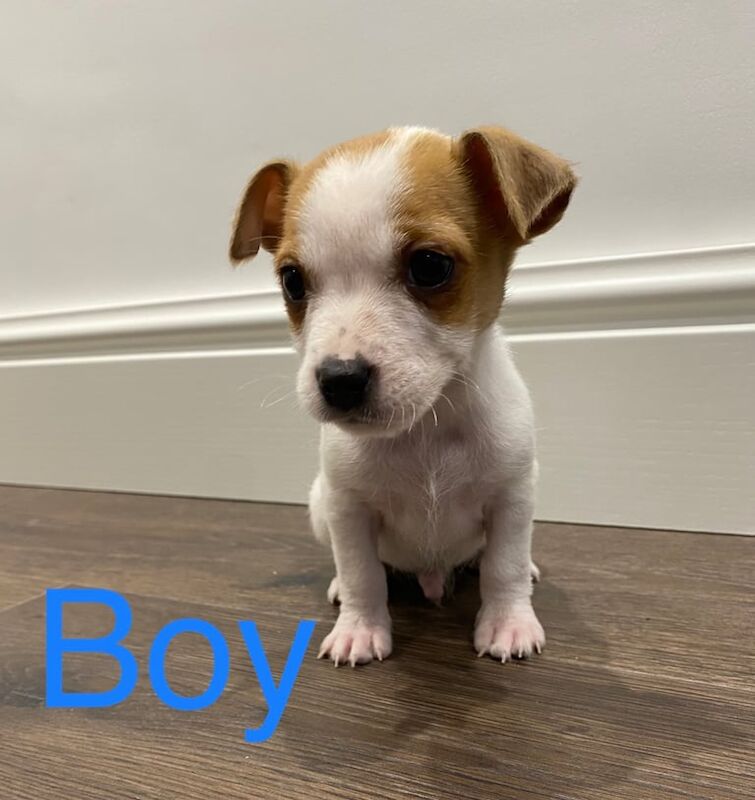 Jack Russell Terrier puppies for sale in Dereham, Norfolk – 8 weeks old - Image 3 of 3