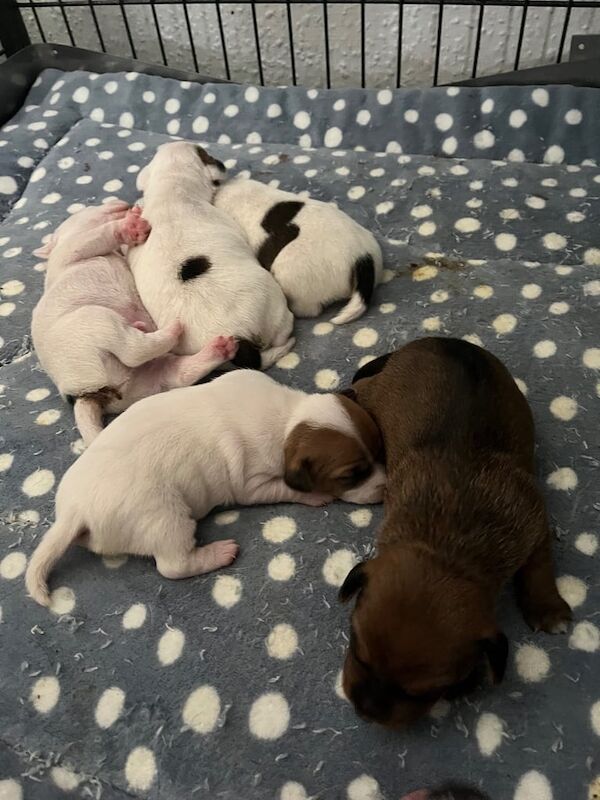 Jack Russell puppies for sale in Kilmaurs, Ayrshire and Arran – KC registered, 3 weeks old
