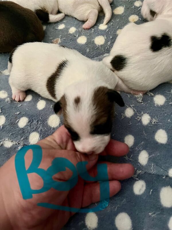 Jack Russell puppies for sale in Kilmaurs, Ayrshire and Arran – KC registered, 3 weeks old - Image 2 of 3