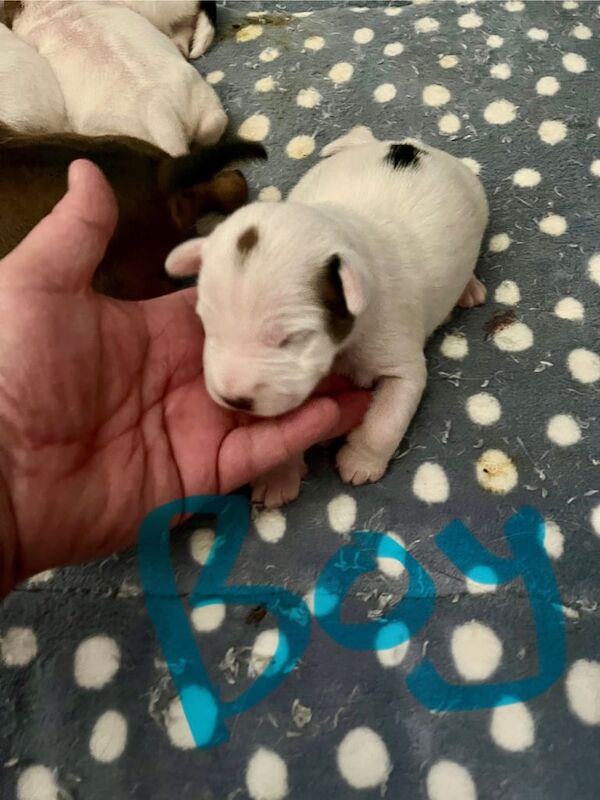 Jack Russell puppies for sale in Kilmaurs, Ayrshire and Arran – KC registered, 3 weeks old - Image 3 of 3