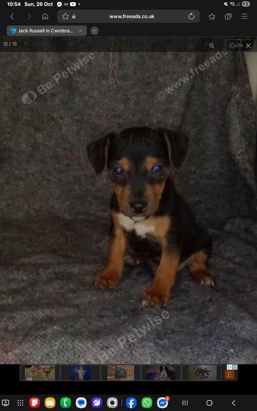 Jack Russell Terrier puppies for sale in Pontypool / Pont-y-pŵl, Gwent – 11 weeks old