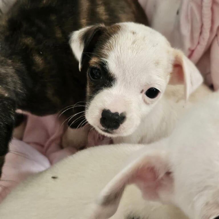 Jack Russell x puppies for sale in Belper, Derbyshire