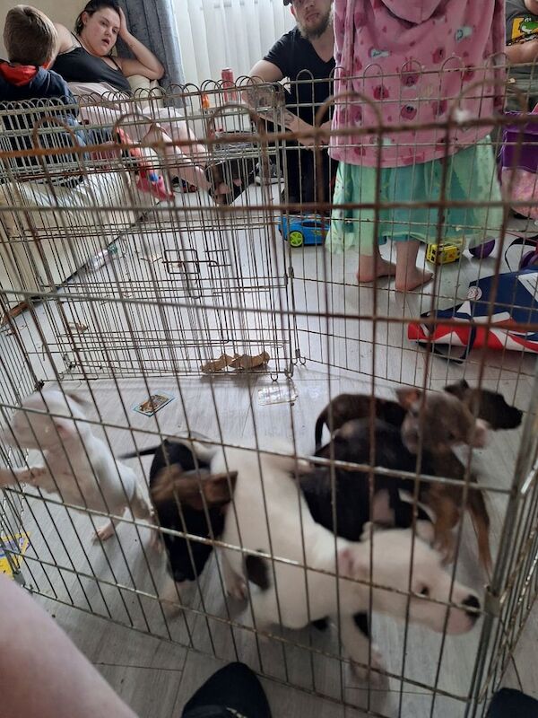 Jack Russell x puppies for sale in Belper, Derbyshire - Image 2