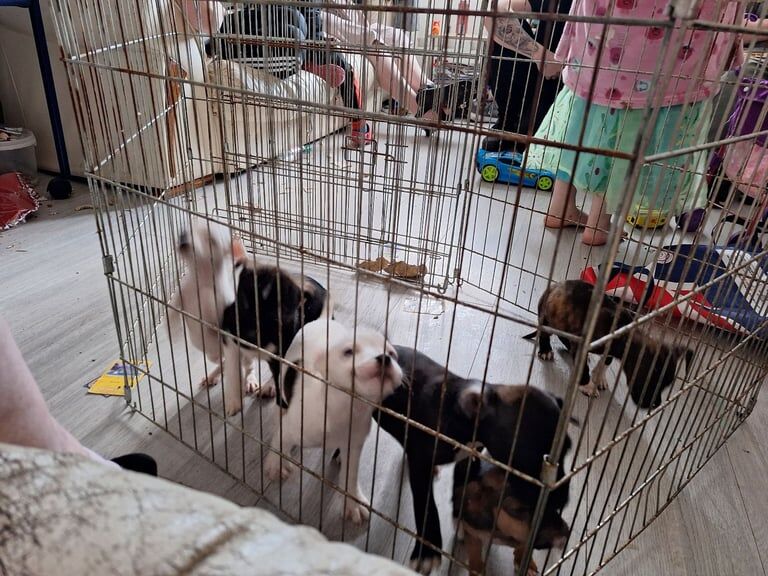 Jack Russell x puppies for sale in Belper, Derbyshire - Image 3