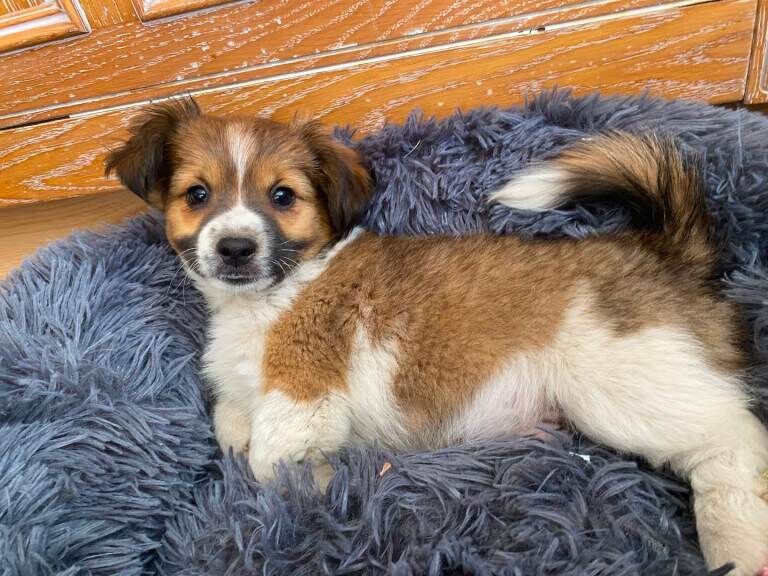 Jack Russell x puppy