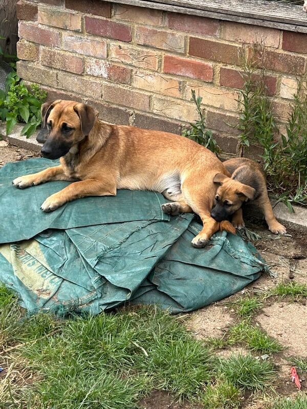 Jack Russell x shepherd for sale in Heathrow, London
