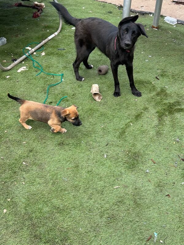 Jack Russell x shepherd for sale in Heathrow, London | Image 2