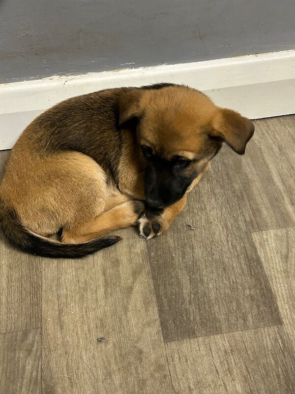 Jack Russell x shepherd for sale in Heathrow, London | Image 3