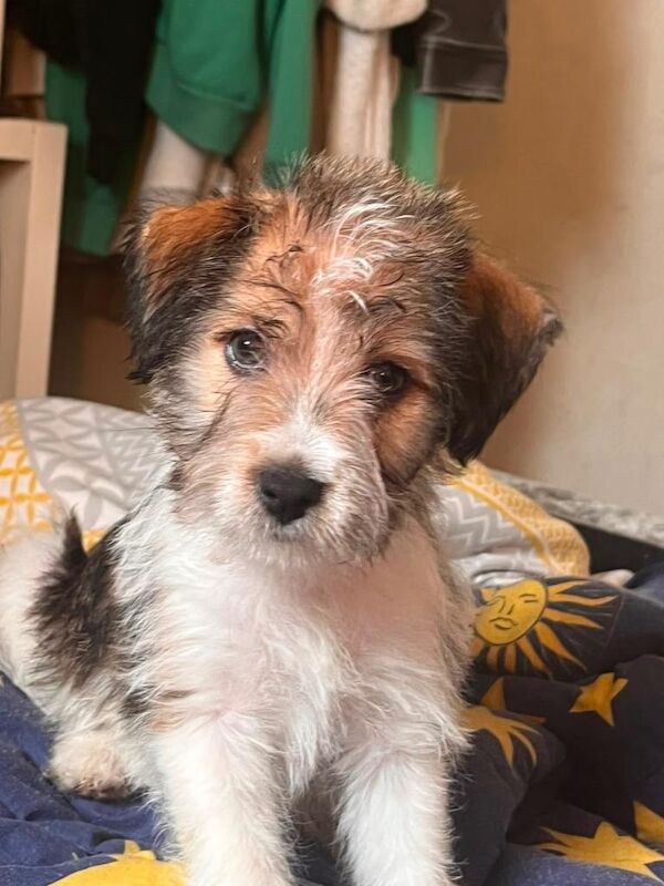 Jack Russell x shitzui - Image 2 of 2