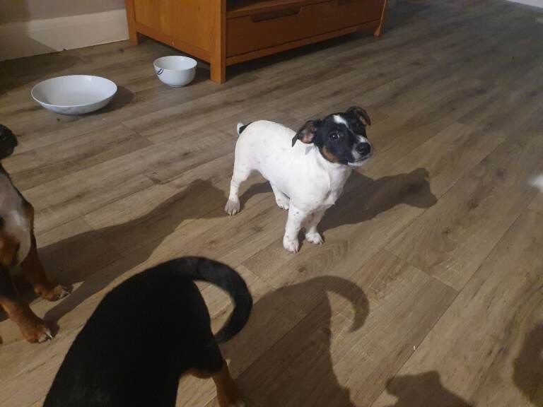 Jack Russell Terrier puppies for sale in Halstead, Essex – 10 weeks old