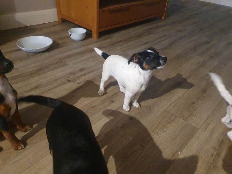 Jack Russell Terrier puppies for sale in Halstead, Essex – 10 weeks old - Image 2 of 4