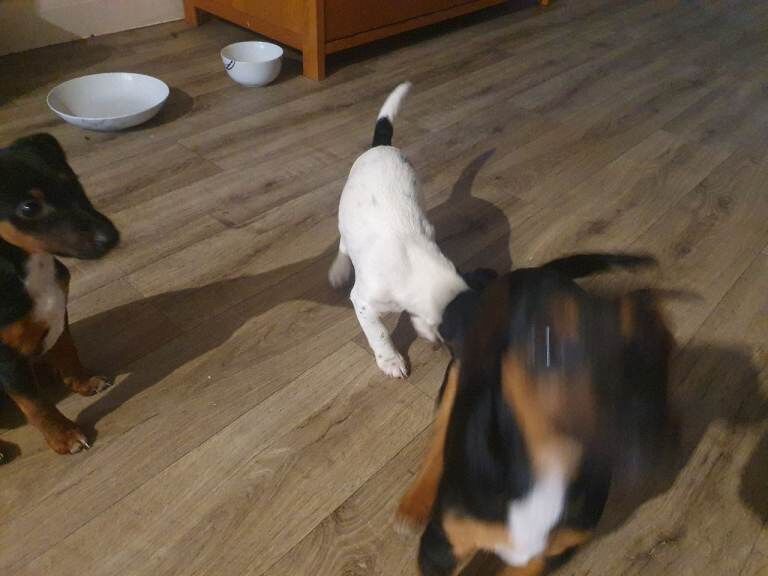 Jack Russell Terrier puppies for sale in Halstead, Essex – 10 weeks old - Image 3 of 4