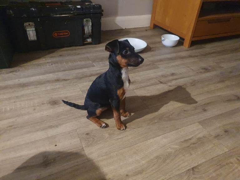 Jack Russell Terrier puppies for sale in Halstead, Essex – 10 weeks old - Image 4 of 4