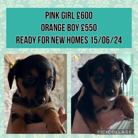 Jack Russell Yorkshire Terrier Cross Puppies (Jorkie) for sale in Bicester, Oxfordshire