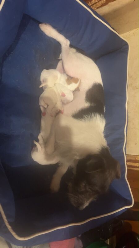 Jack Russell’s