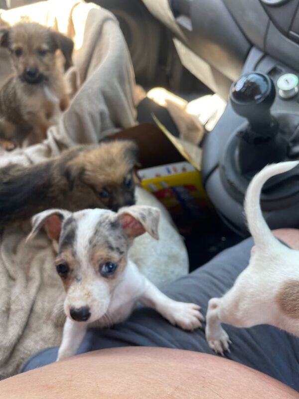 Jack Russell puppies for sale in Little Stoke, Staffordshire – 10 weeks old - Image 2 of 3