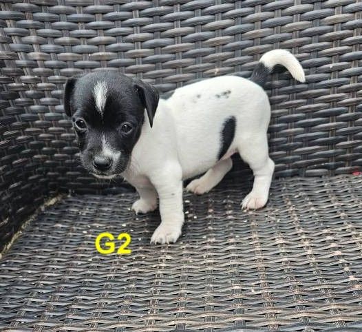 Jack Russell puppies for sale in Basildon, Essex – 5 weeks old