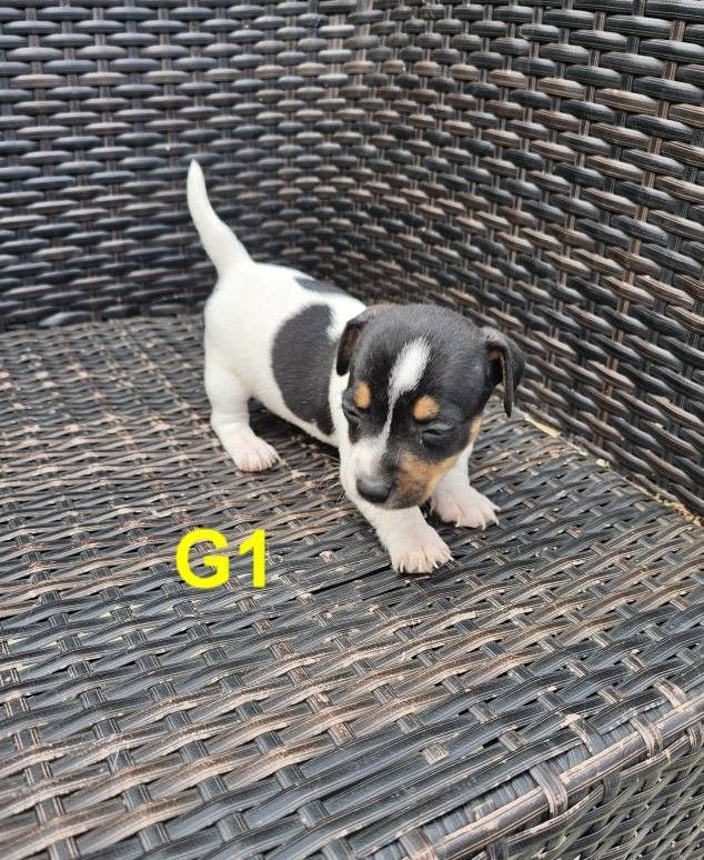 Jack Russell puppies for sale in Basildon, Essex – 5 weeks old - Image 2 of 3