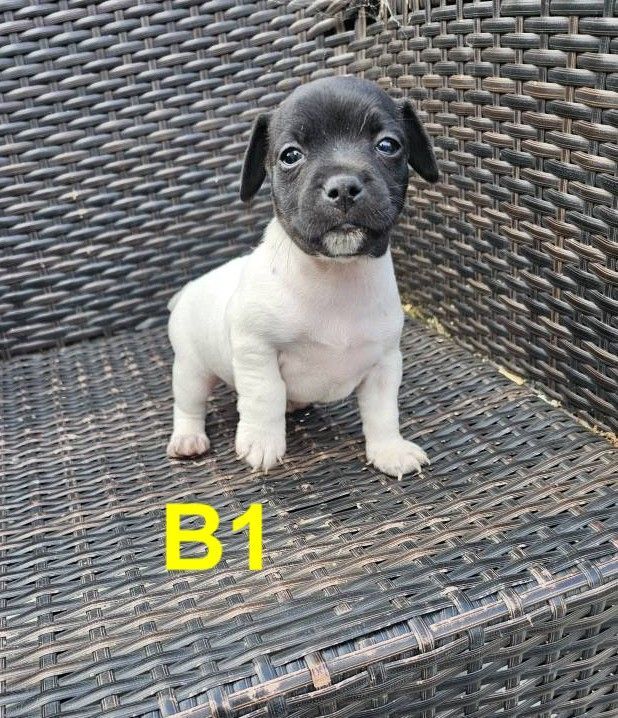 Jack Russell puppies for sale in Basildon, Essex – 5 weeks old - Image 3 of 3