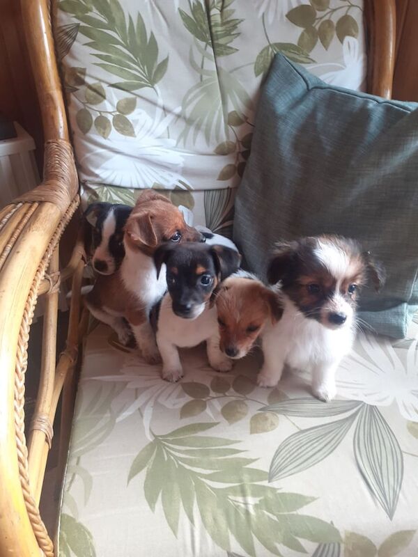 Jack Russell puppies for sale in Exeter, Devon – 9 weeks old