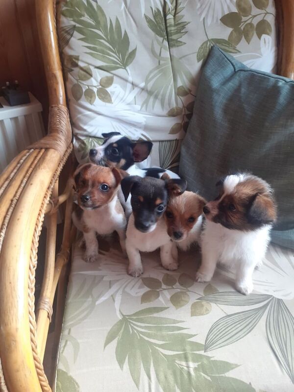 Jack Russell puppies for sale in Exeter, Devon – 9 weeks old - Image 2 of 3