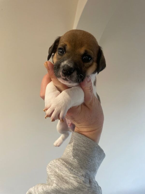 Jack Russell Terrier puppies for sale in Newcastle upon Tyne, Tyne and Wear – 6 weeks old - Image 2 of 5