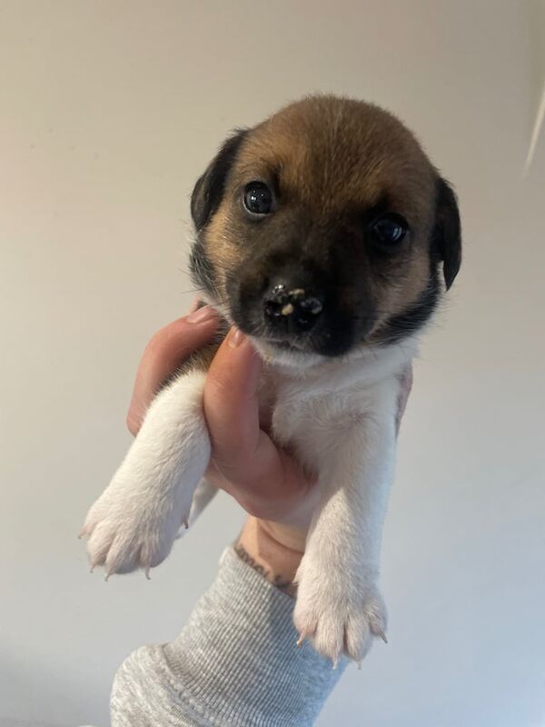 Jack Russell Terrier puppies for sale in Newcastle upon Tyne, Tyne and Wear – 6 weeks old - Image 3 of 5