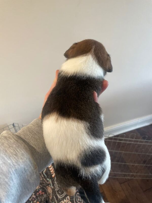 Jack Russell Terrier puppies for sale in Newcastle upon Tyne, Tyne and Wear – 6 weeks old - Image 4 of 5
