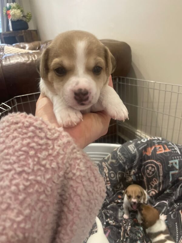 Jack Russell Terrier puppies for sale in Newcastle upon Tyne, Tyne and Wear – 6 weeks old - Image 5 of 5