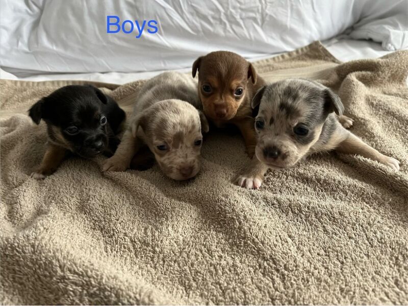 Jack Russell Terrier puppies for sale in Marlow, Buckinghamshire – 5 weeks old
