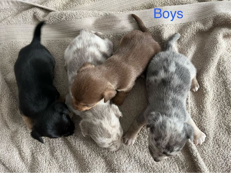 Jack Russell Terrier puppies for sale in Marlow, Buckinghamshire – 5 weeks old - Image 2 of 7