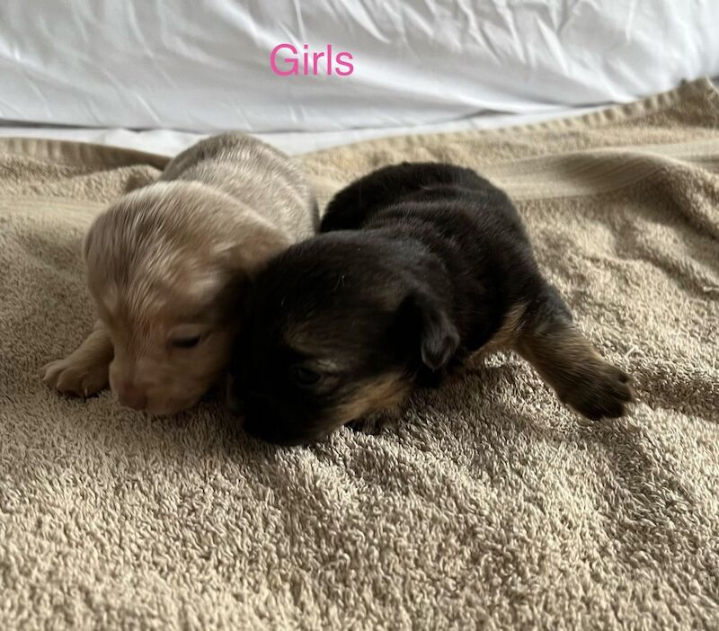 Jack Russell Terrier puppies for sale in Marlow, Buckinghamshire – 5 weeks old - Image 3 of 7