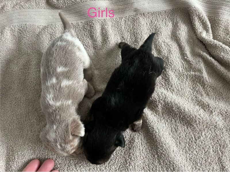 Jack Russell Terrier puppies for sale in Marlow, Buckinghamshire – 5 weeks old - Image 4 of 7