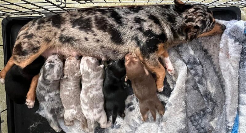 Jack Russell Terrier puppies for sale in Marlow, Buckinghamshire – 5 weeks old - Image 7 of 7