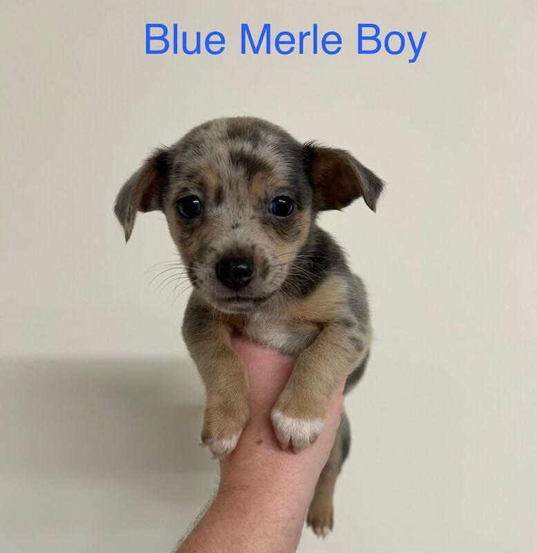 Jack Russell Terrier Puppies For Sale Under £1,000