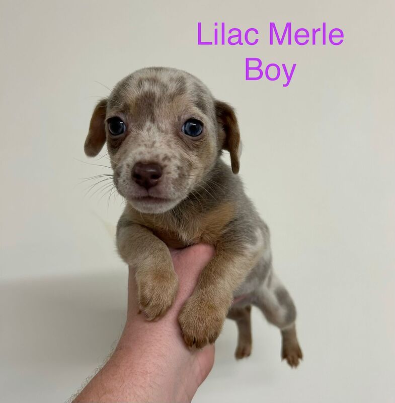 Jack Russell Terrier puppies for sale in Marlow, Buckinghamshire – 11 weeks old - Image 2 of 12