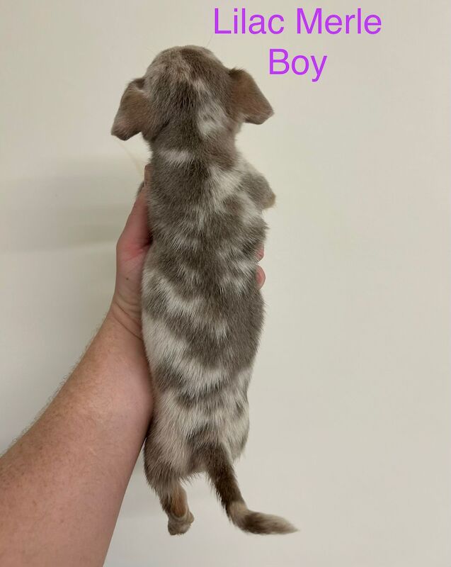 Jack Russell Terrier puppies for sale in Marlow, Buckinghamshire – 11 weeks old - Image 3 of 12