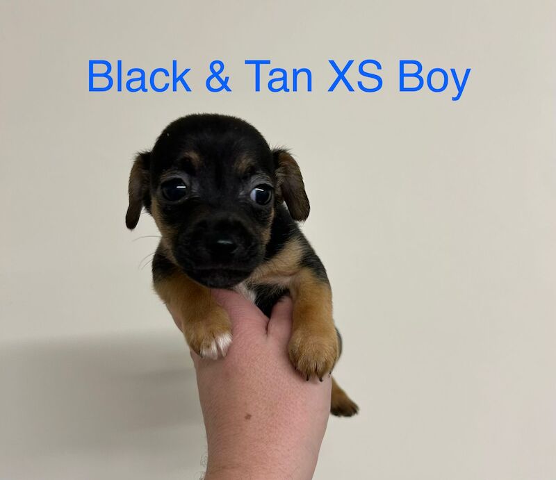 Jack Russell Terrier puppies for sale in Marlow, Buckinghamshire – 11 weeks old - Image 4 of 12