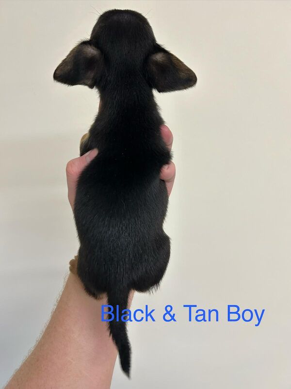 Jack Russell Terrier puppies for sale in Marlow, Buckinghamshire – 11 weeks old - Image 5 of 12