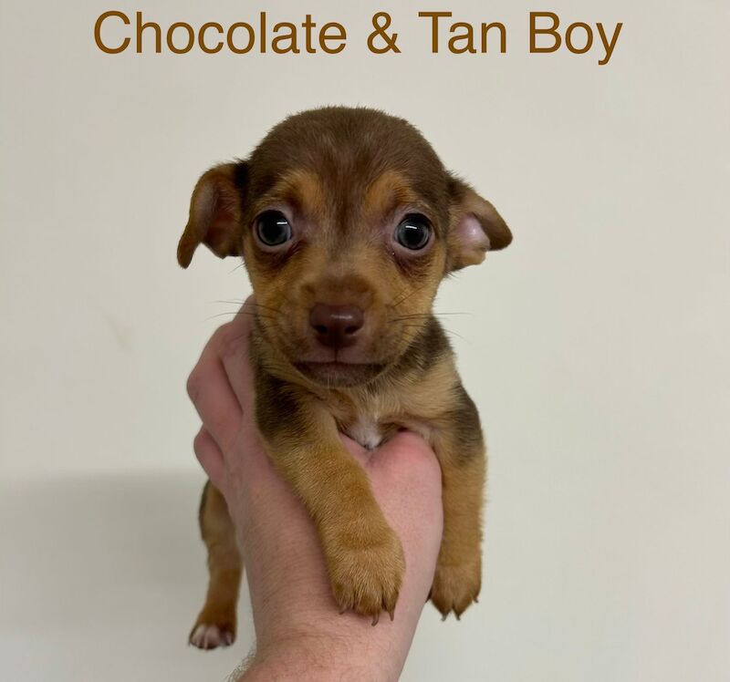 Jack Russell Terrier puppies for sale in Marlow, Buckinghamshire – 11 weeks old - Image 6 of 12