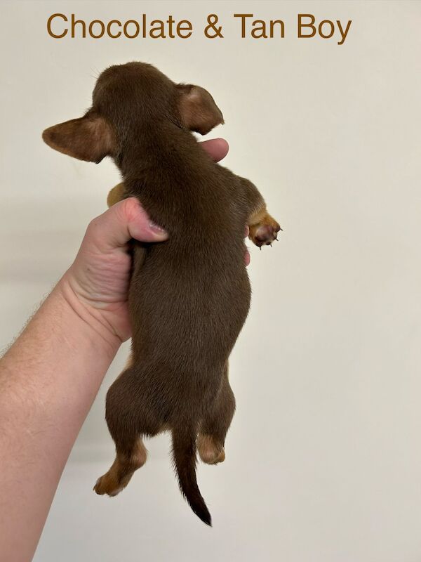 Jack Russell Terrier puppies for sale in Marlow, Buckinghamshire – 11 weeks old - Image 7 of 12