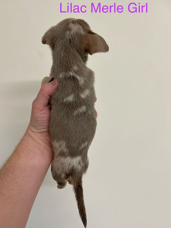 Jack Russell Terrier puppies for sale in Marlow, Buckinghamshire – 11 weeks old - Image 8 of 12