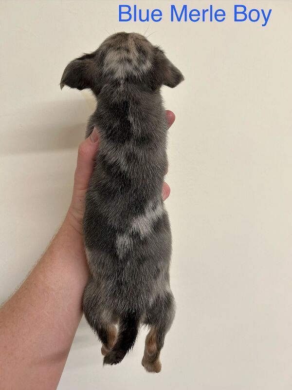 Jack Russell Terrier puppies for sale in Marlow, Buckinghamshire – 11 weeks old - Image 9 of 12