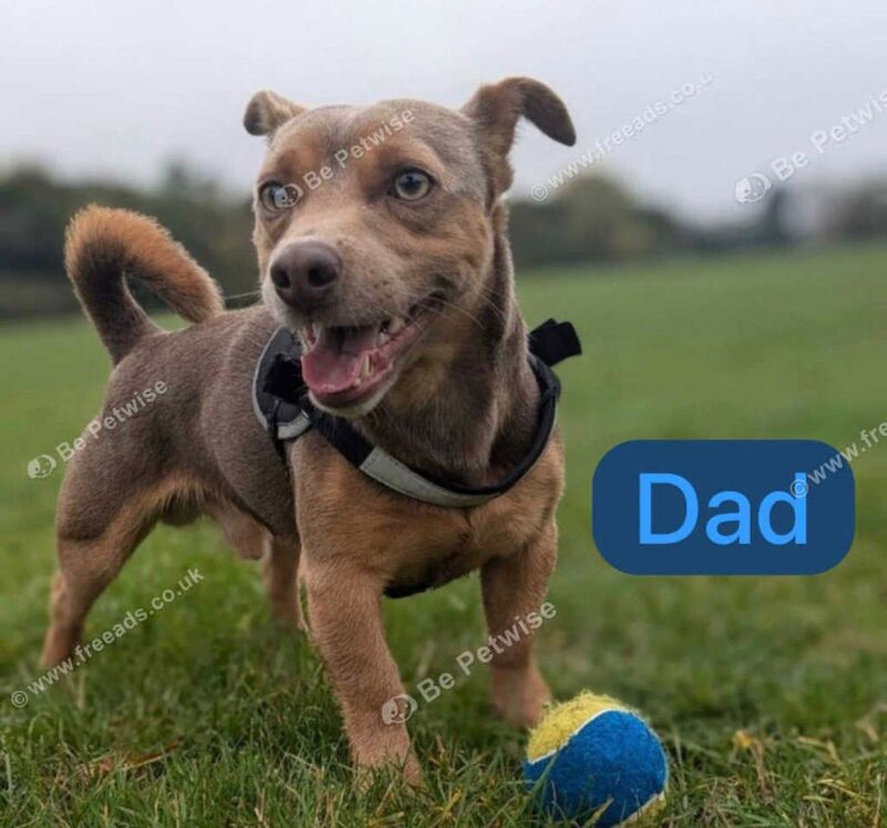 Jack Russell Terrier puppies for sale in Marlow, Buckinghamshire – 11 weeks old - Image 10 of 12