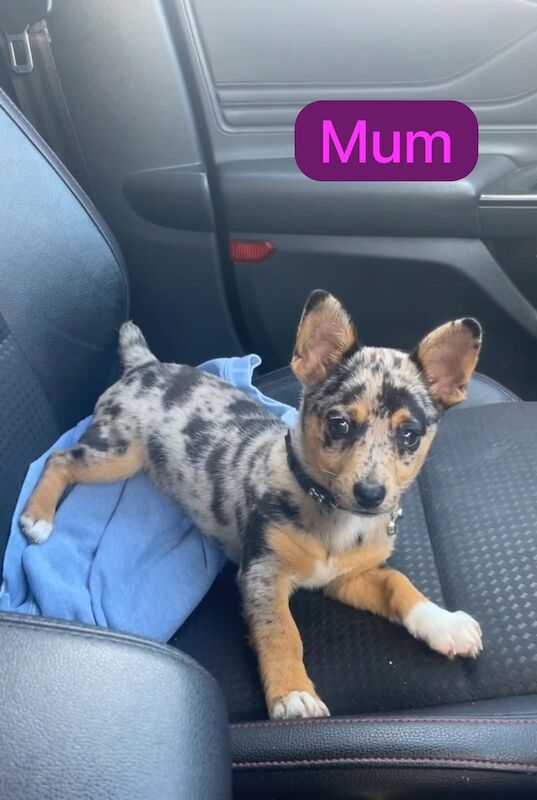 Jack Russell Terrier puppies for sale in Marlow, Buckinghamshire – 11 weeks old - Image 11 of 12