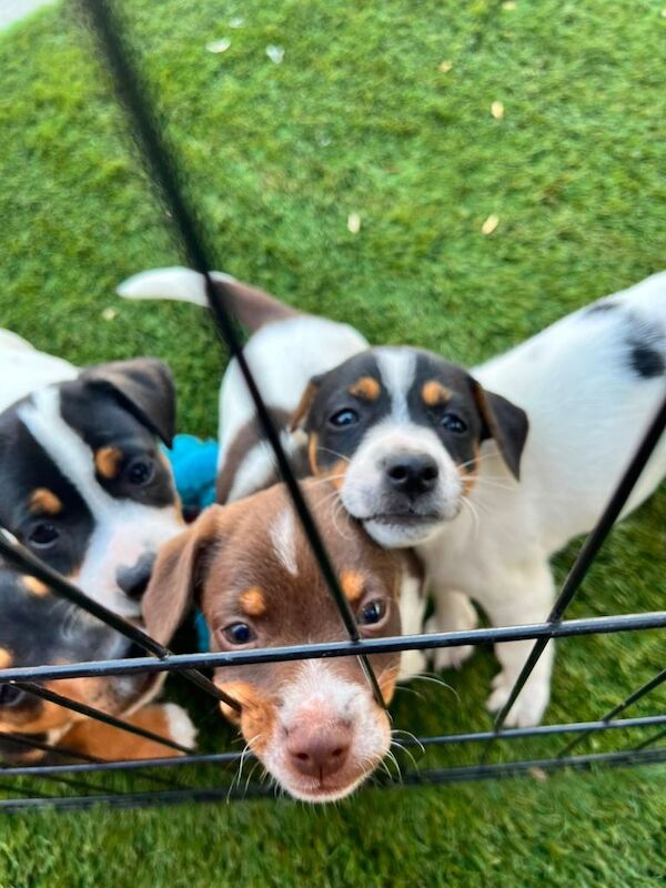 Jack Russells for sale
