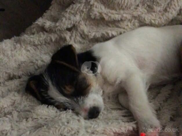 Jack Russell Terrier puppies for sale in Ashford, Kent – 1 year old - Image 1 of 5